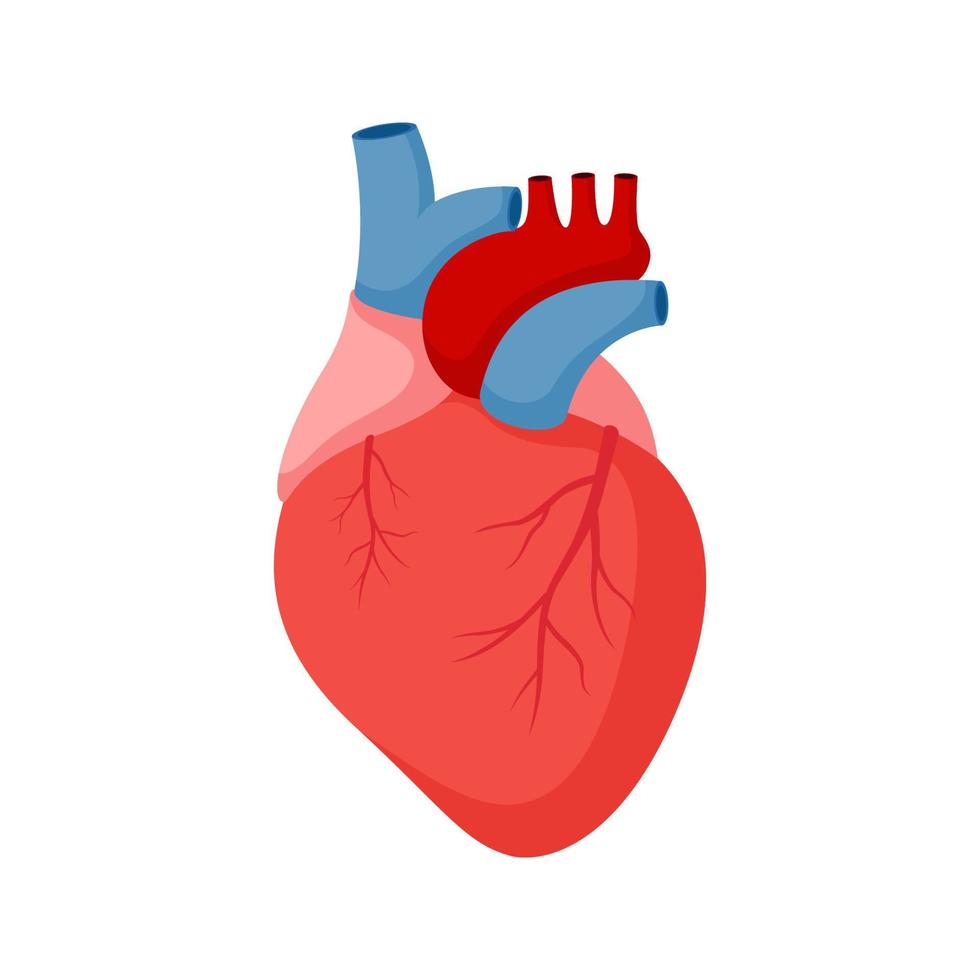 menselijk hart geïsoleerd op witte achtergrond vector