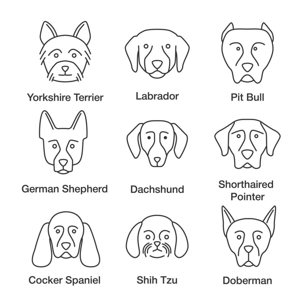 honden rassen lineaire pictogrammen instellen. dunne lijn symbolen. yorkshire terrier, labrador, duitse herder, teckel, cocker spaniel, shih tzu, pitbull, doberman, kortharige wijzer. vector overzicht illustratie