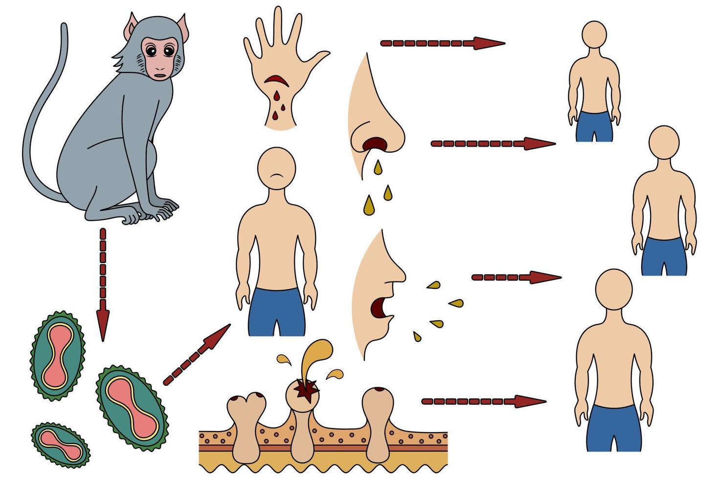 de besmettingsroute en het mechanisme van overdracht op mensen van het apenpokkenvirus in tekenfilmstijl. aap - virus - mens. vector