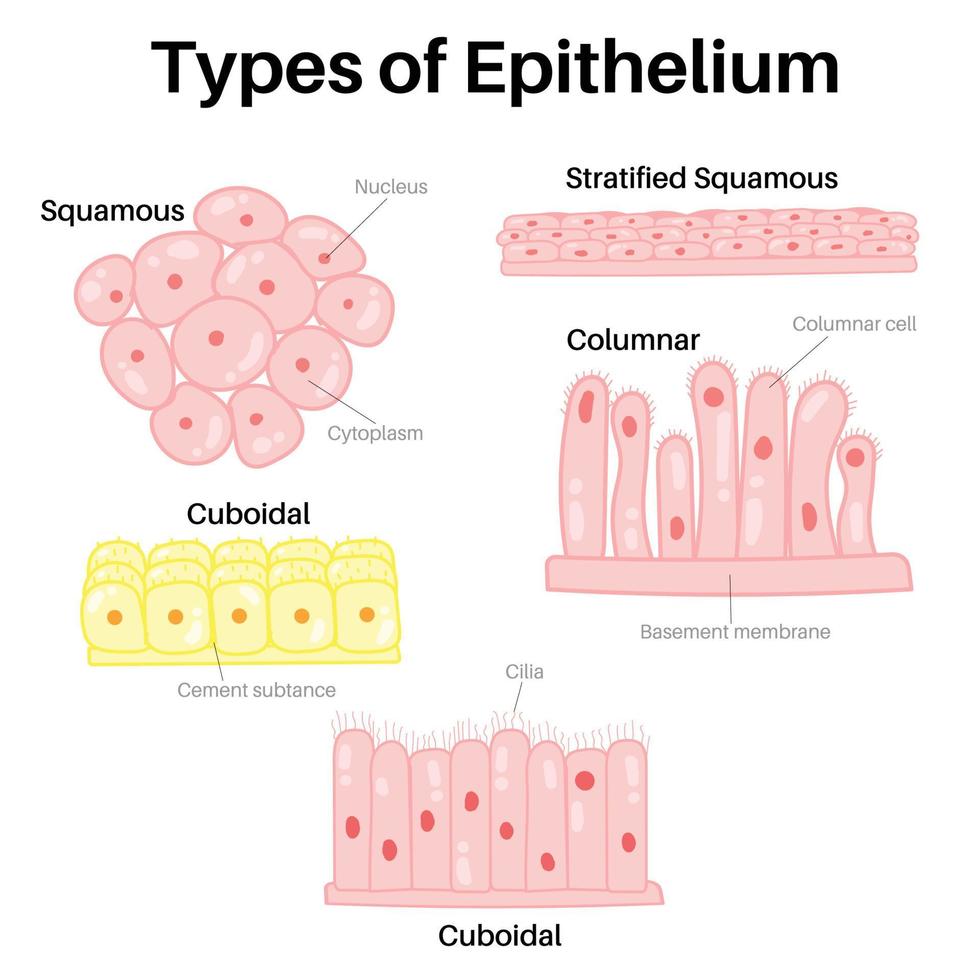 type epitheel vector