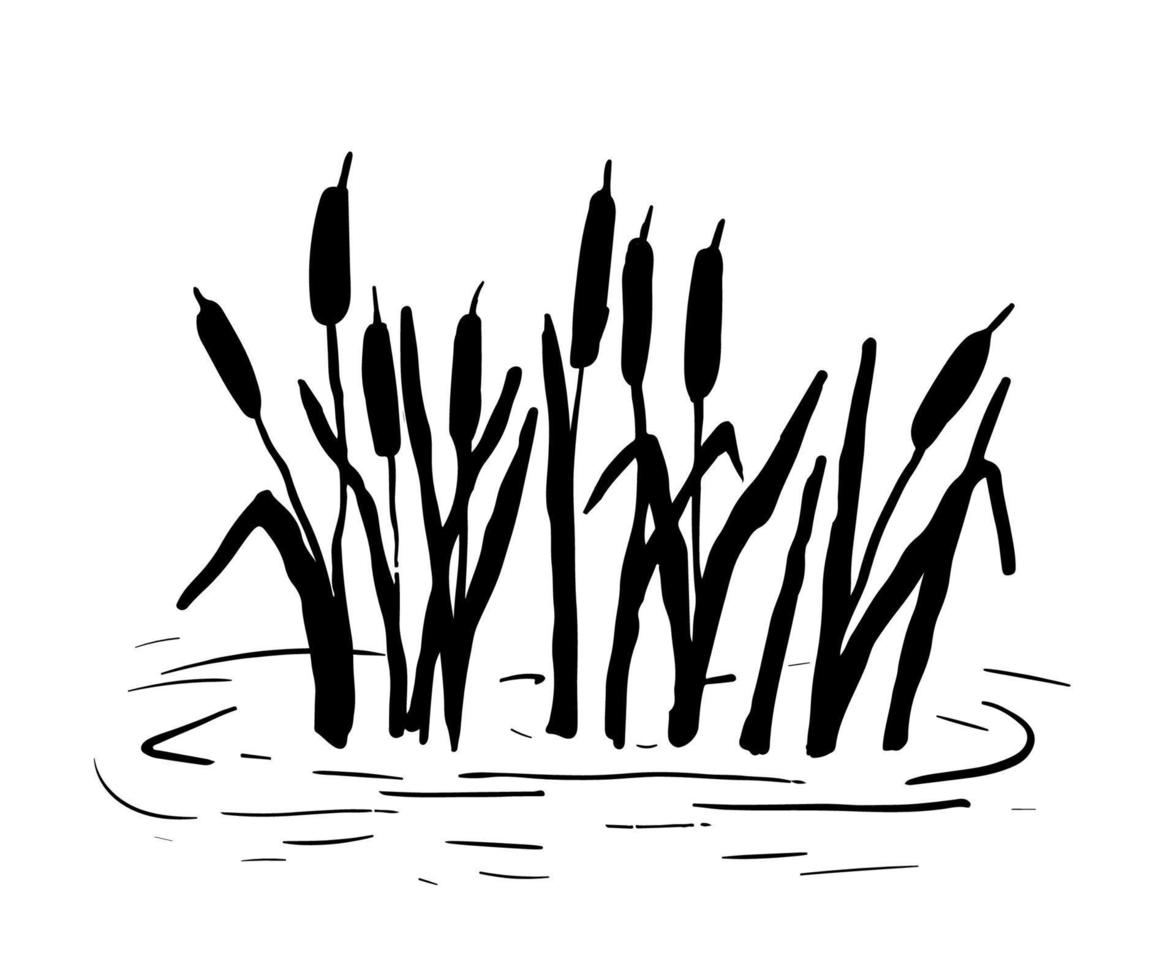 riet silhouet. vectorillustratie geïsoleerd op een witte achtergrond. planten op moeras en vijver. vector