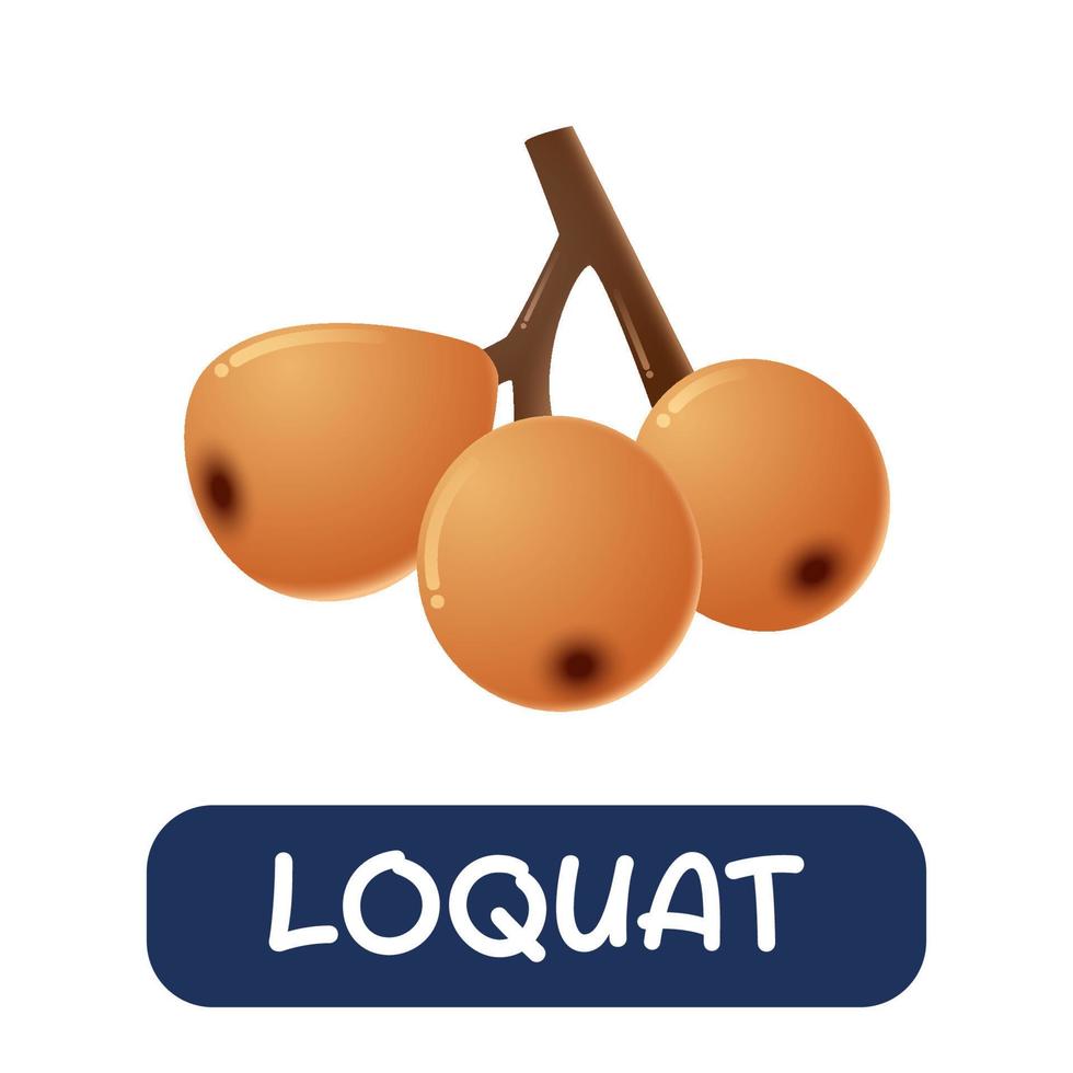 cartoon loquat fruit vector geïsoleerd op een witte achtergrond