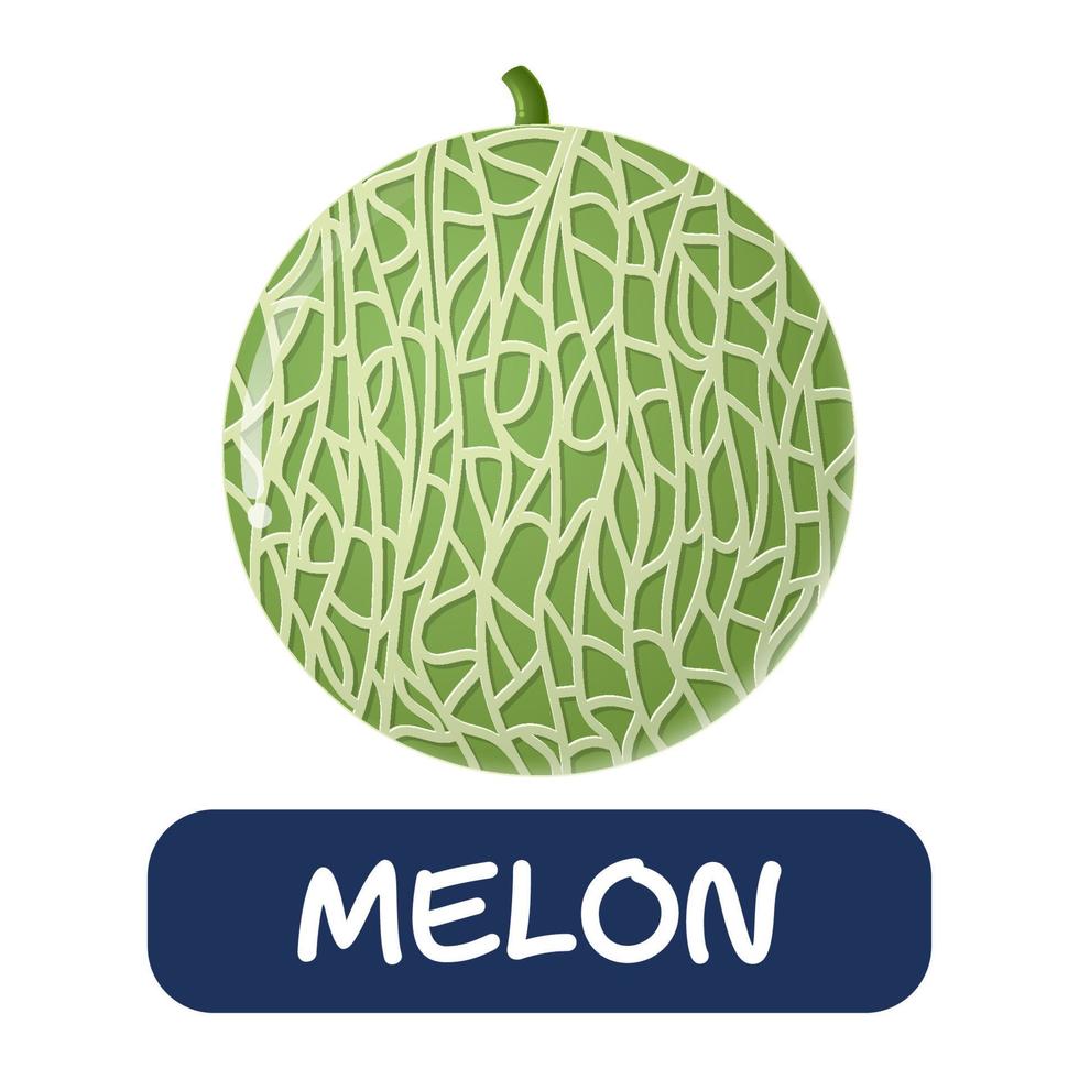 cartoon meloen fruit vector geïsoleerd op witte achtergrond