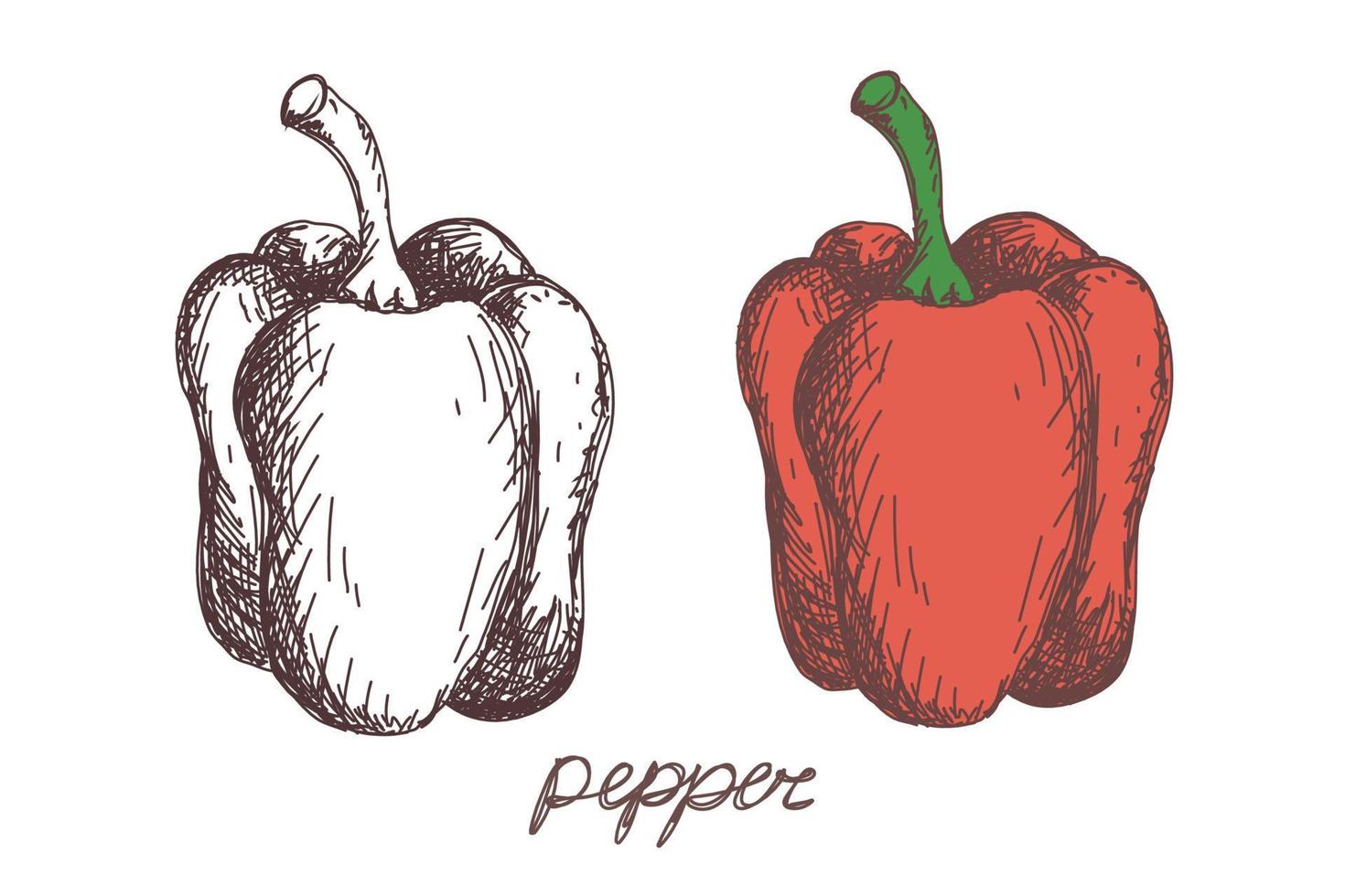 peper plantaardige hand getekende vector llustration realistische schets. hand getrokken schets plantaardige peper. ecologisch eten. oogst