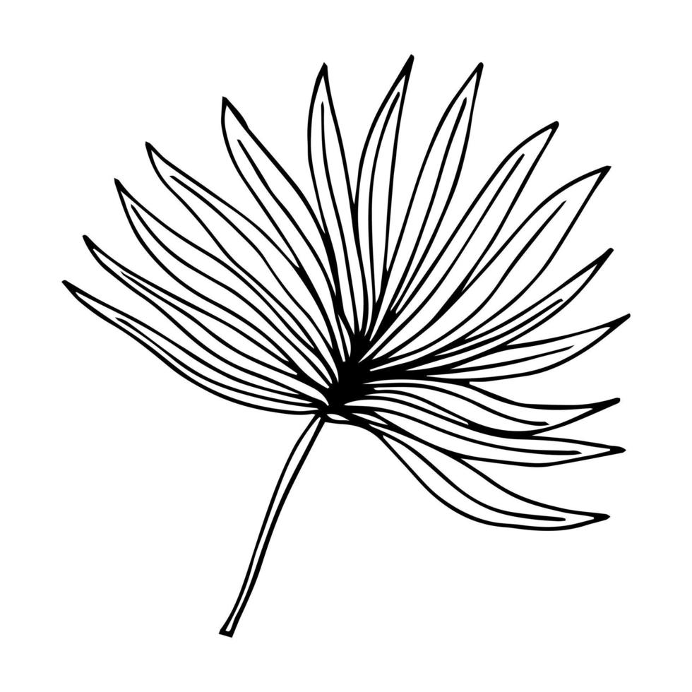 tropisch palmverlof in schetsstijl, geïsoleerde vectorillustratie. verlof van palmboom in lineaire doodle stijl. botanische minimalistische print van exotisch verlof, schetsontwerp. vector