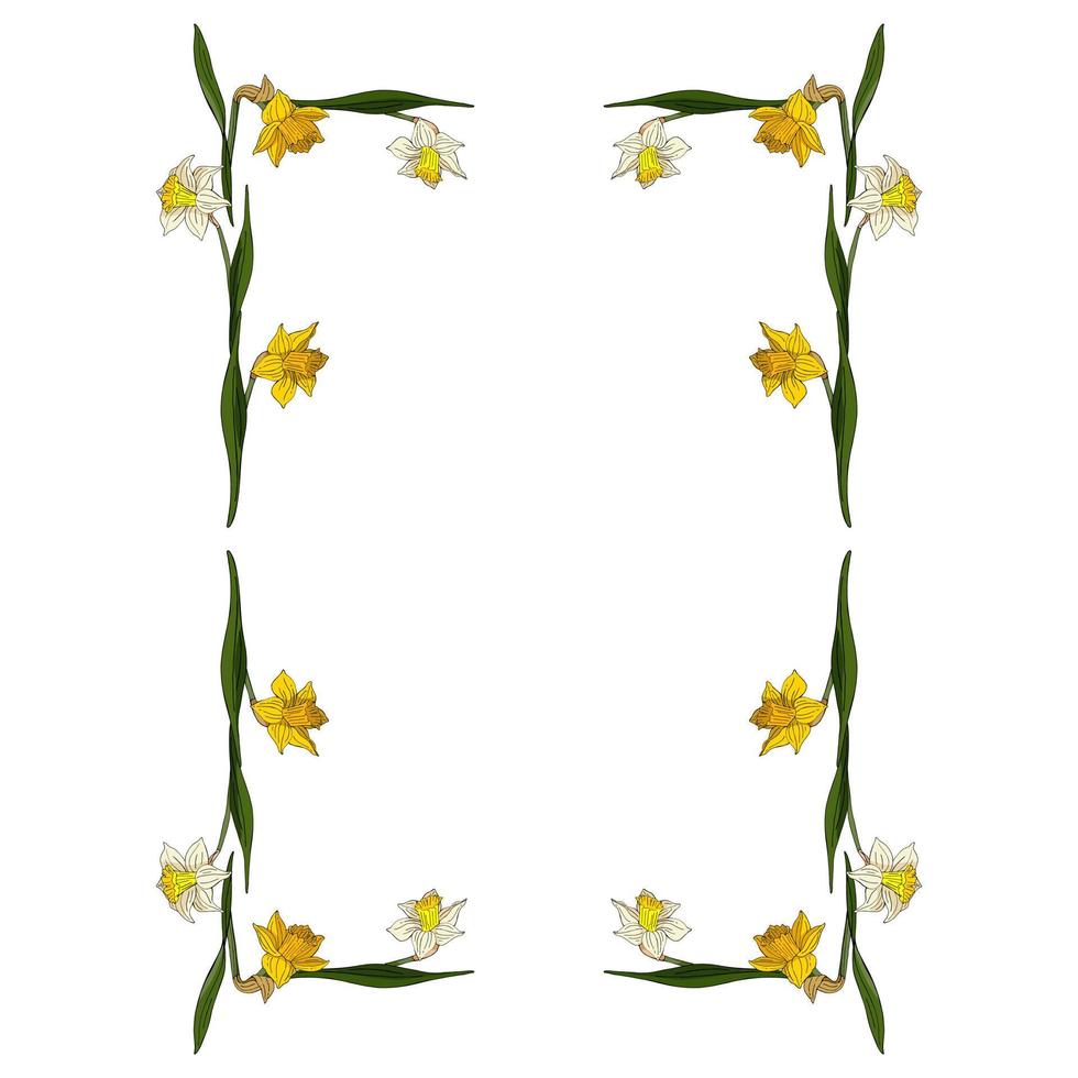 rechthoekig frame gemaakt van witte en gele narcissen. decoratief element met bloemen op een witte achtergrond voor uw ontwerp vector