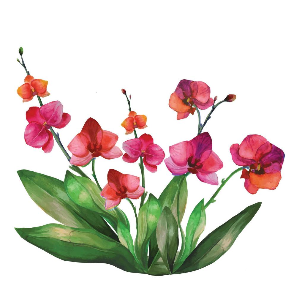 orchidee bloemen illustraties, tropische phalaenopsis orchidee bloemen vector
