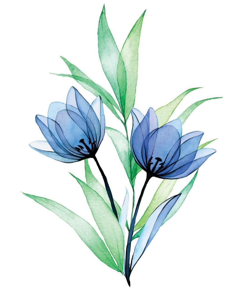 aquarel tekening. boeket, samenstelling van transparante bloemen en bladeren. blauwe bloemen tulpen in vintage stijl. vector