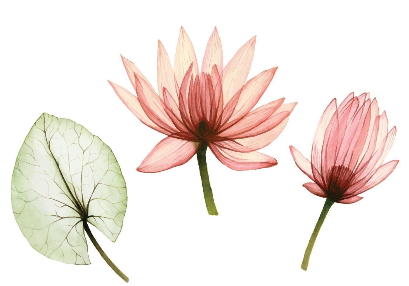 aquarel tekening set transparante lotusbloem, lotus knop, lotus bladeren. transparante pastel waterbloemen. symbool van japan, oosten. ontwerpelementen geïsoleerd op een witte achtergrond vector