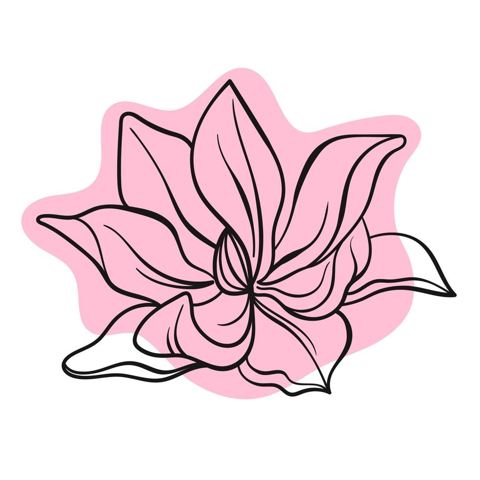 vector lijn zwart illustratie graphics bloem magnolia met kleuren vlekken