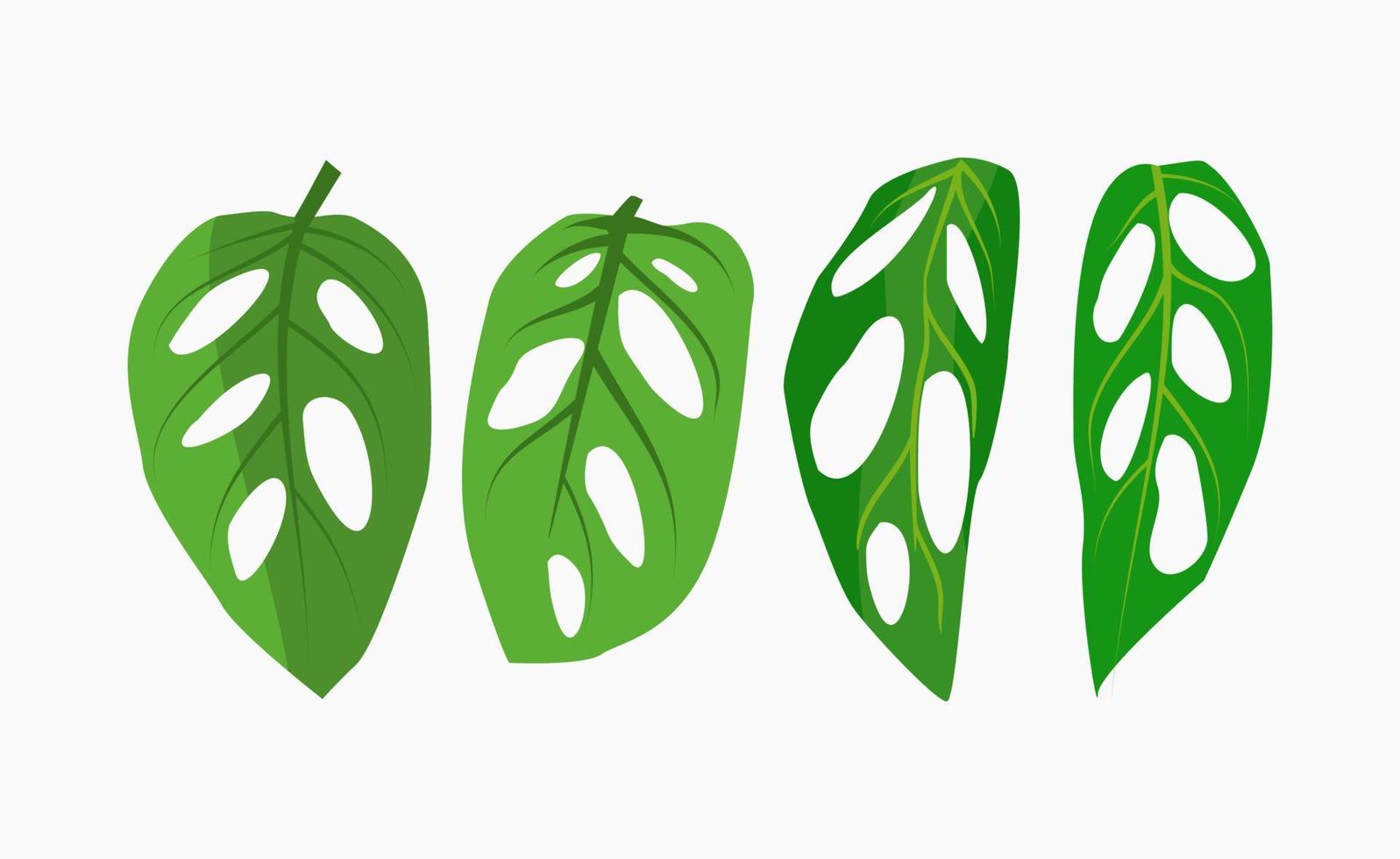 monstera adansonii vectorillustratie in vele vormen en vormen. vector