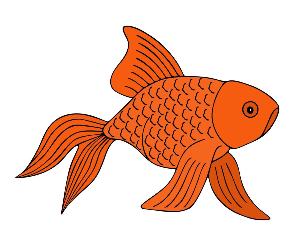 gouden vis. pauwstaart. kleur vectorillustratie. witte geïsoleerde achtergrond. bewoner van de vijver en het aquarium. cartoon-stijl. huisdier. vector