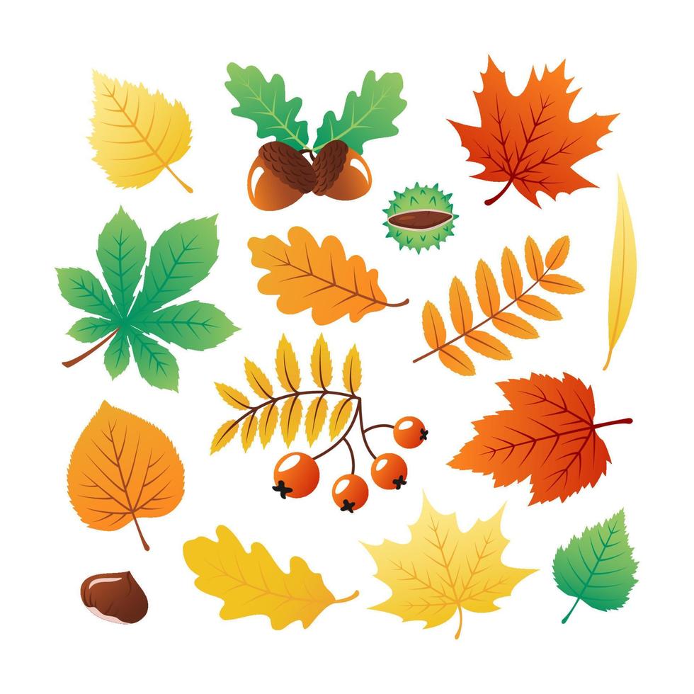 kleurrijke collectie herfstbladeren en planten vector