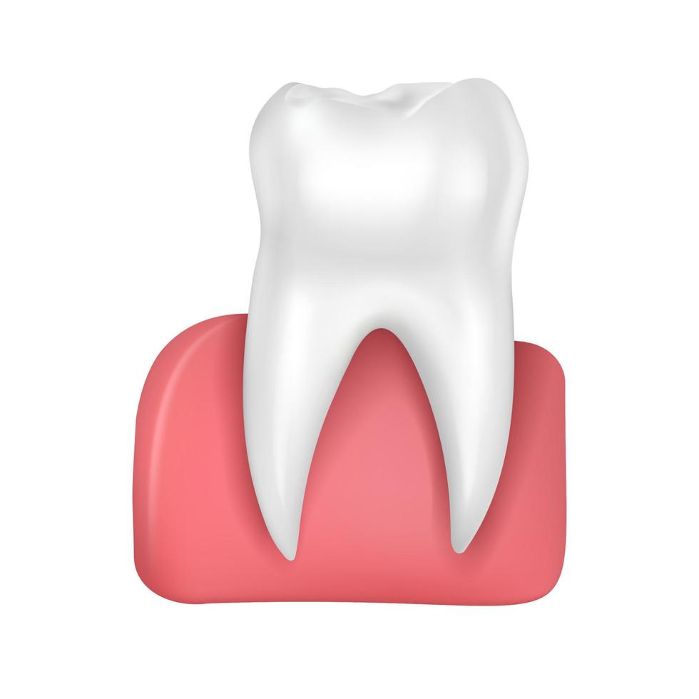 vector gezonde glanzende tand in roze tandvlees geïsoleerd op een witte achtergrond medische illustratie