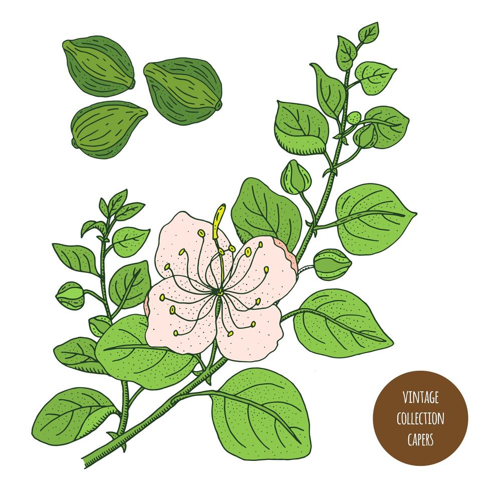 kappertjes plant vintage plantkunde ontwerp vector