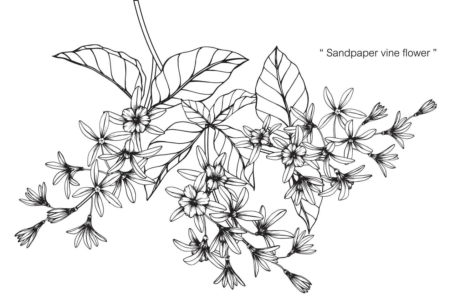 schuurpapier wijnstok bloem blad hand getekende set vector