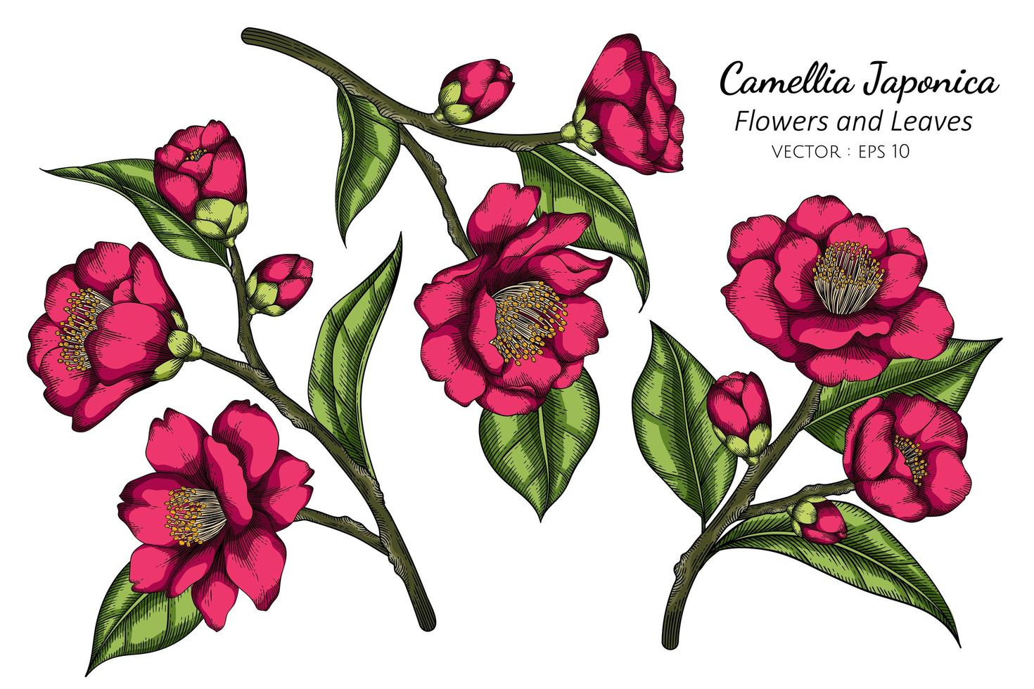 hand getrokken roze camellia japonica bloem vector