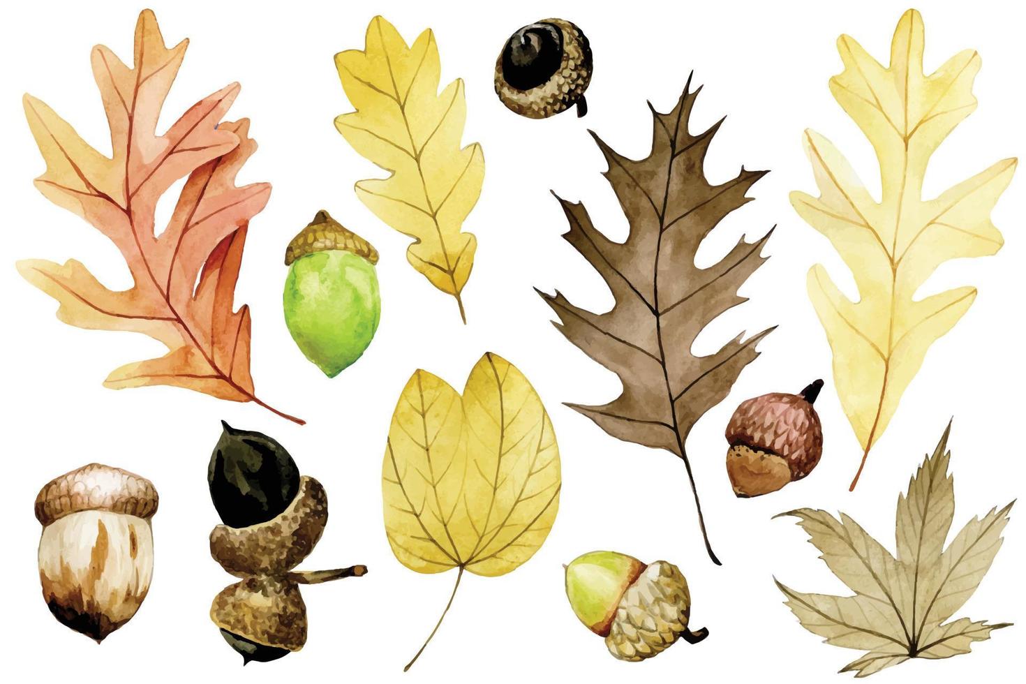 aquarel tekening. bezet met eikels en droge herfsteik, esdoornbladeren. herfst set met gele, rode bladeren, gekleurde eikels geïsoleerd op een witte achtergrond. vector