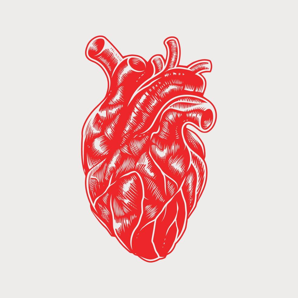 vintage anatomische hart vector