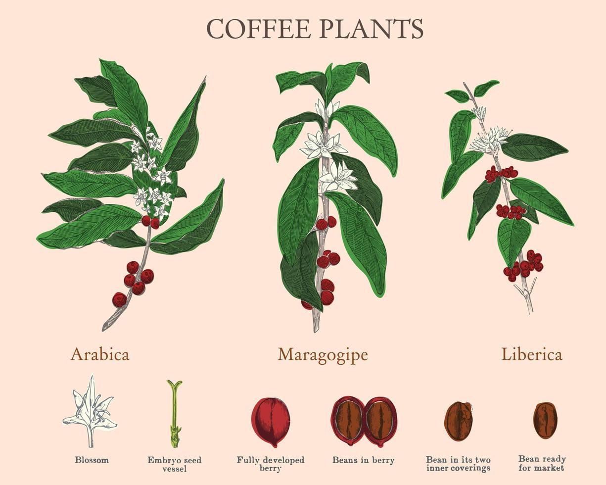 stadia van koffie van bloem tot boon. vintage gravure, vector gekleurde set van variëteiten van koffieplanten.