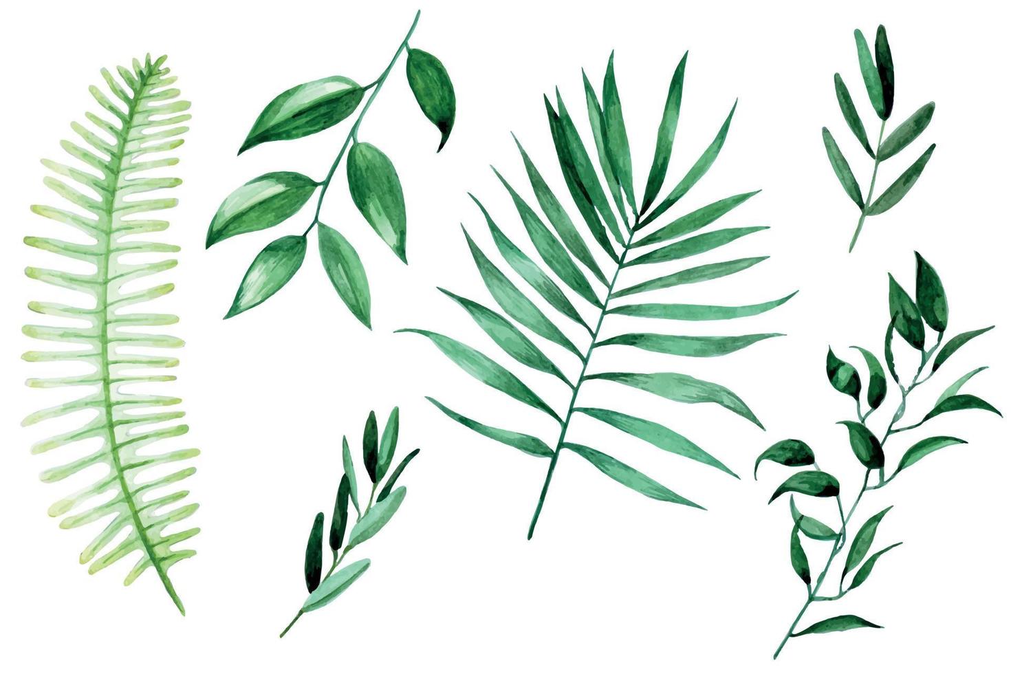 set van tropische bladeren, aquarel tekening geïsoleerd op een witte achtergrond. groene exotische bladeren, palmtakken, varens. aquarel clipart vector