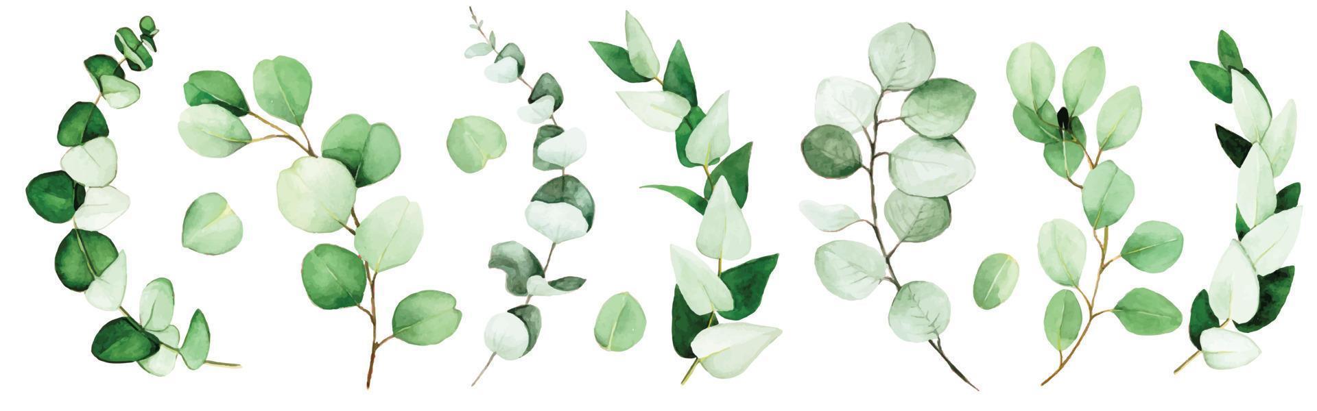 grote set eucalyptusbladeren en takken geschilderd in aquarel. groene eucalyptus bladeren, tropische plant geïsoleerd op een witte achtergrond. vector