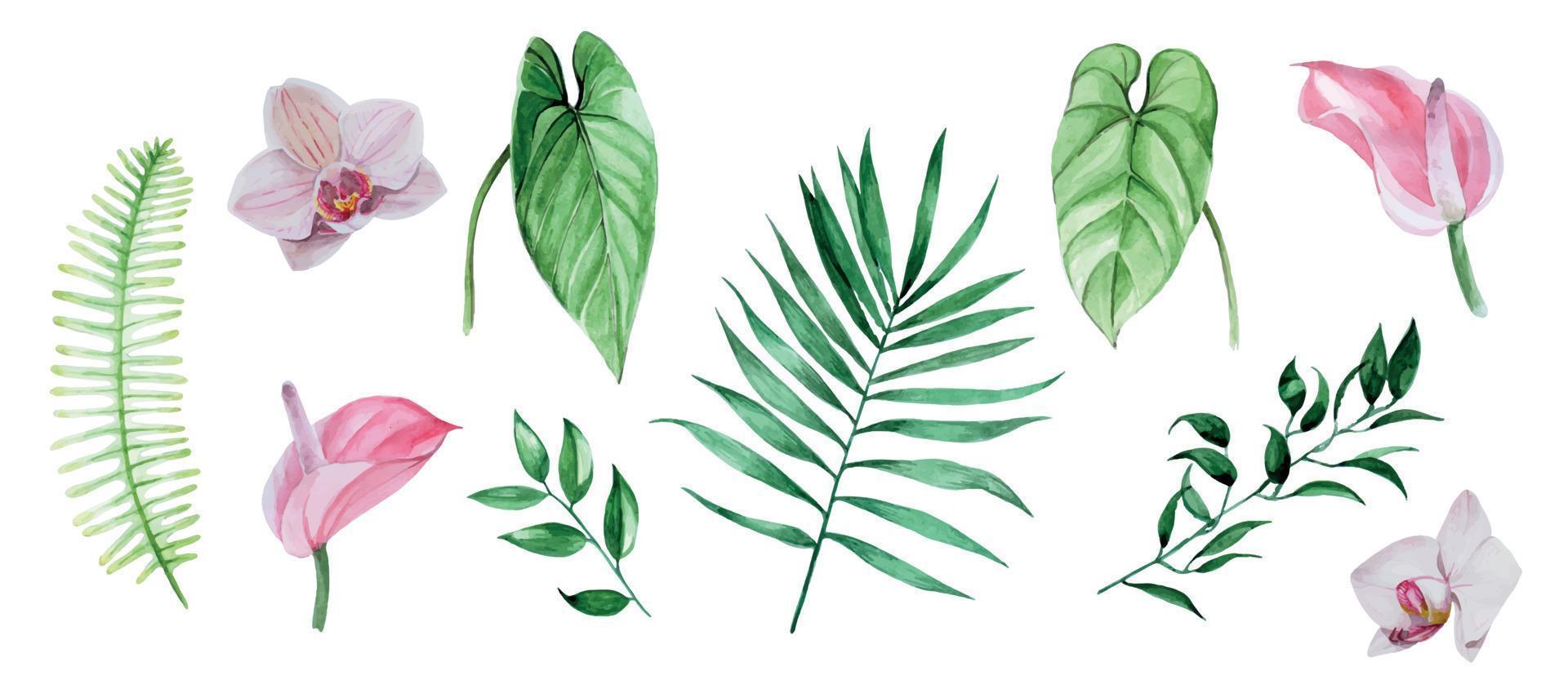 aquarel tekenen, set van tropische bloemen en bladeren. palmbladeren anthurium, roze orchideebloemen, uitwerpselen geïsoleerd op een witte achtergrond. verzameling botanische illustraties van jungleplanten, clipart vector