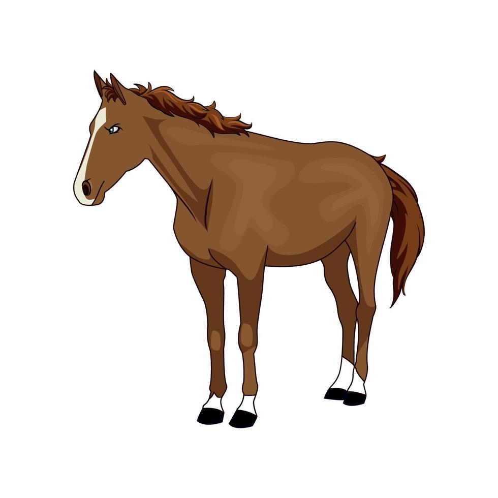 bruin paard staand, witte achtergrond vector