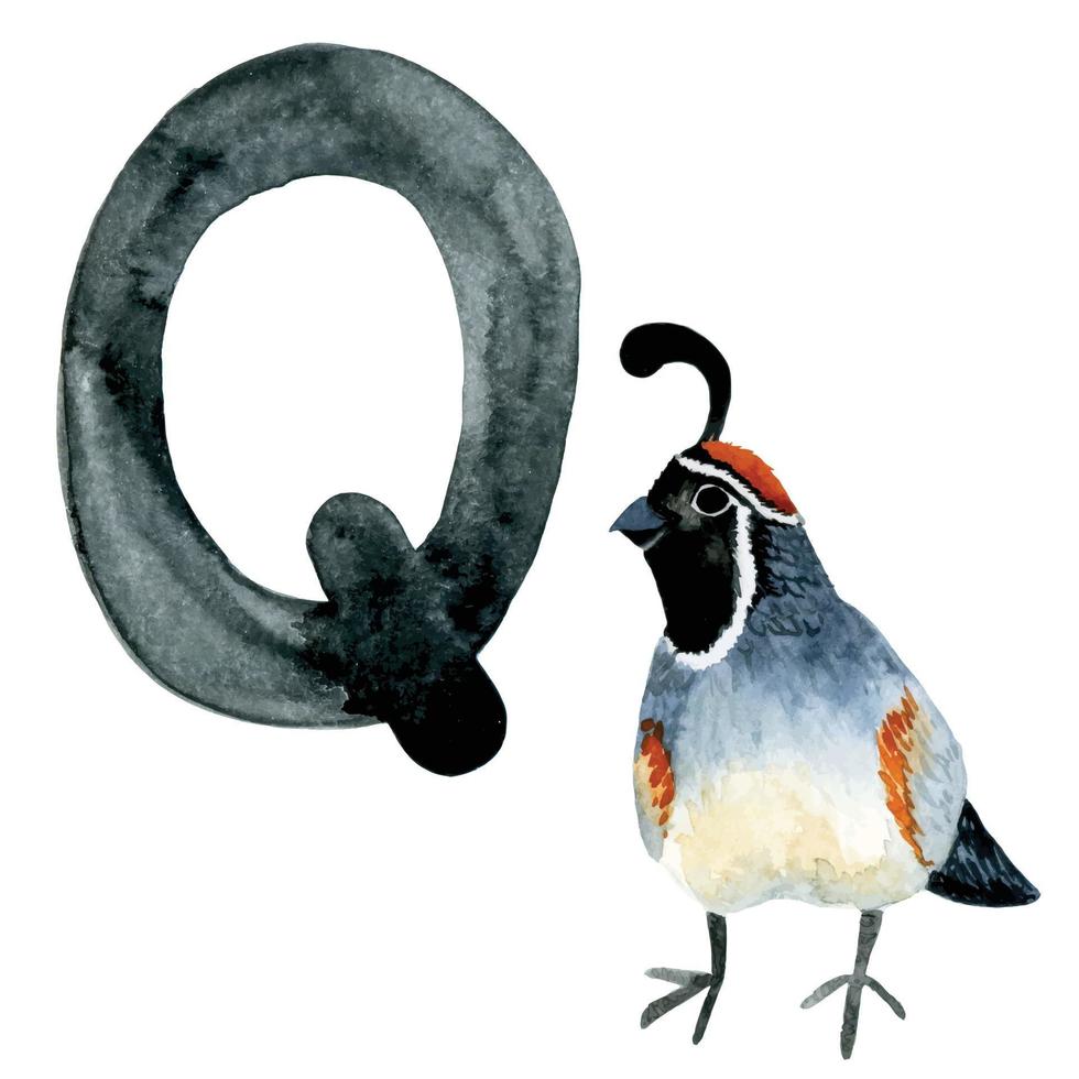 aquarel tekening. kaart met letter q. alfabet voor kinderen met bosdieren. schattige tekening vogel kwartel vector