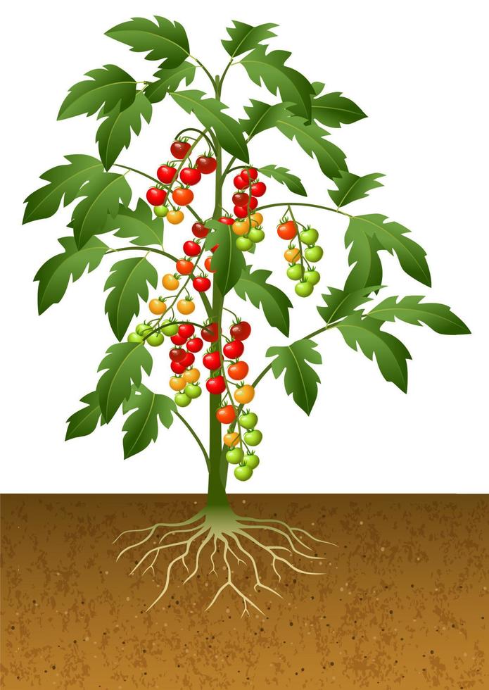 cherrytomatenplant met wortel onder de grond vector