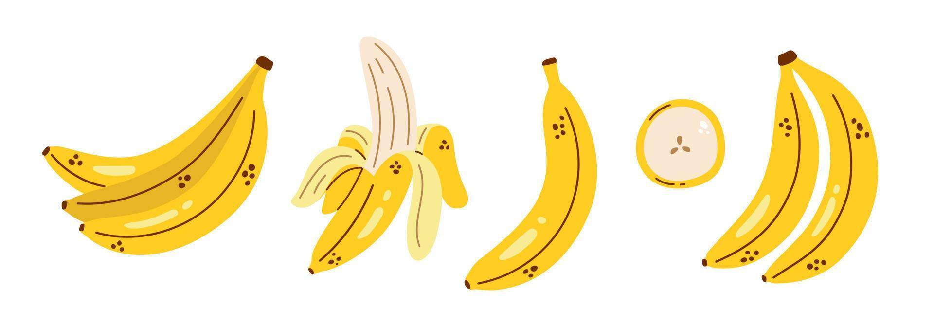 vectorbananenreeks. leuke collectie met bananen. gepelde banaan, bananenbos en banaanschijfje. tropisch fruit. vector