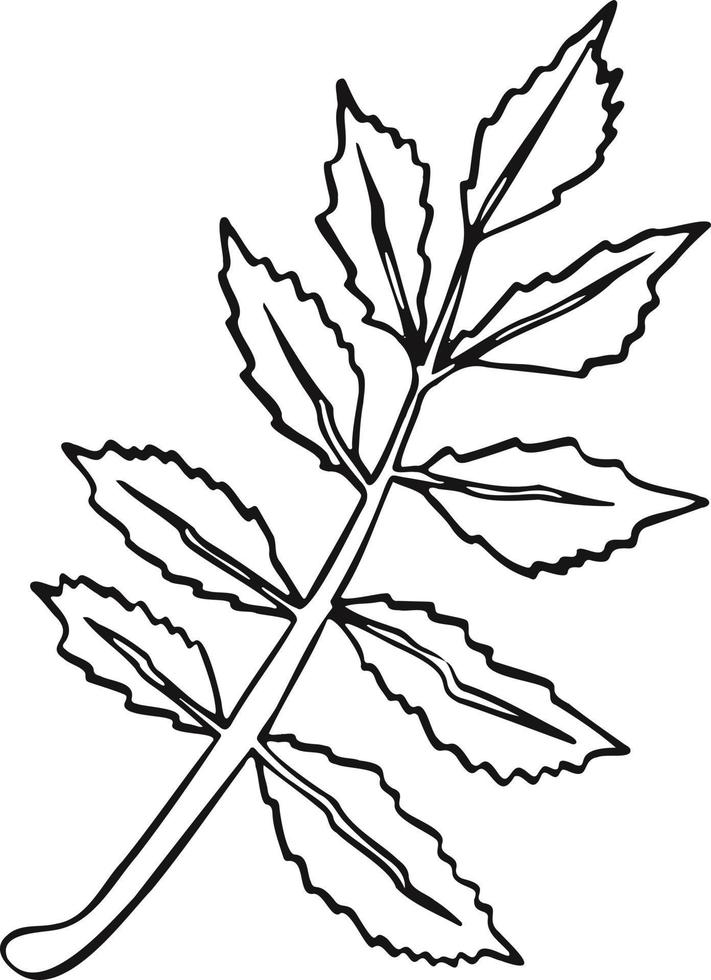 blad plant boom lijntekening illustratie symbool vector