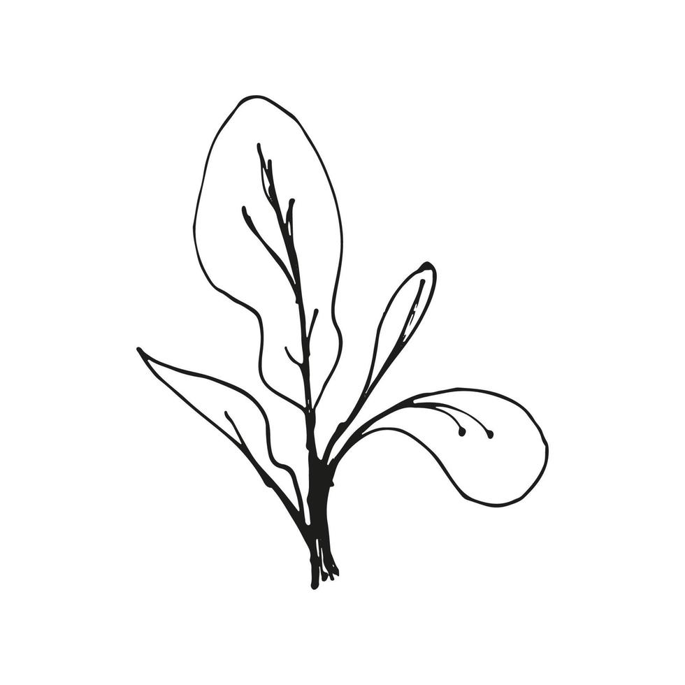 radijs van microgreens doodle illustratie. vector hand getrokken schets kunst.