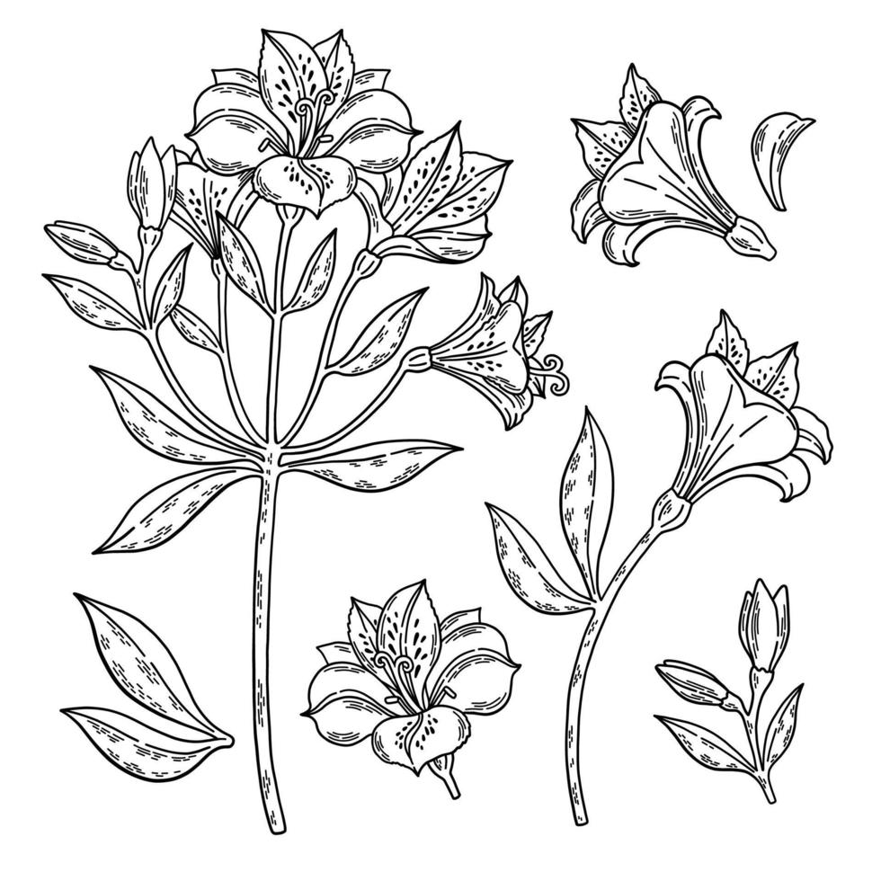 alstroemeria zwart-wit set geïsoleerd op een witte achtergrond botanische lineart vectorillustratie vector