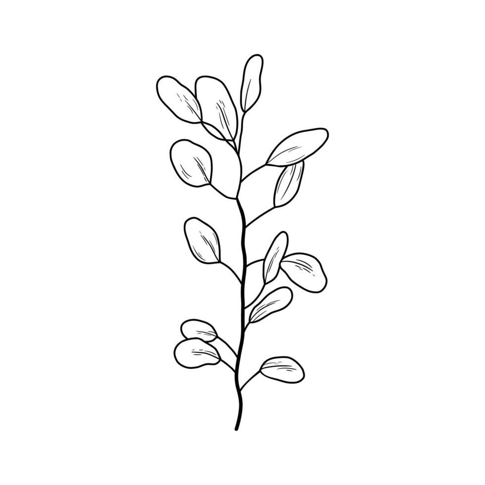 eucaliptus tak lijntekeningen tekening. vectoroverzichtsillustratie met bladeren die op wit worden geïsoleerd. botanische plant vector