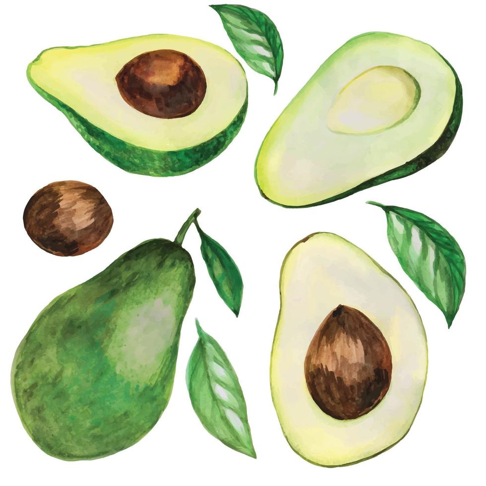 voorraad illustratie. aquarel tekening set avocado, avocado cutaway pit en avocado bladeren. geïsoleerd op witte achtergrond vector