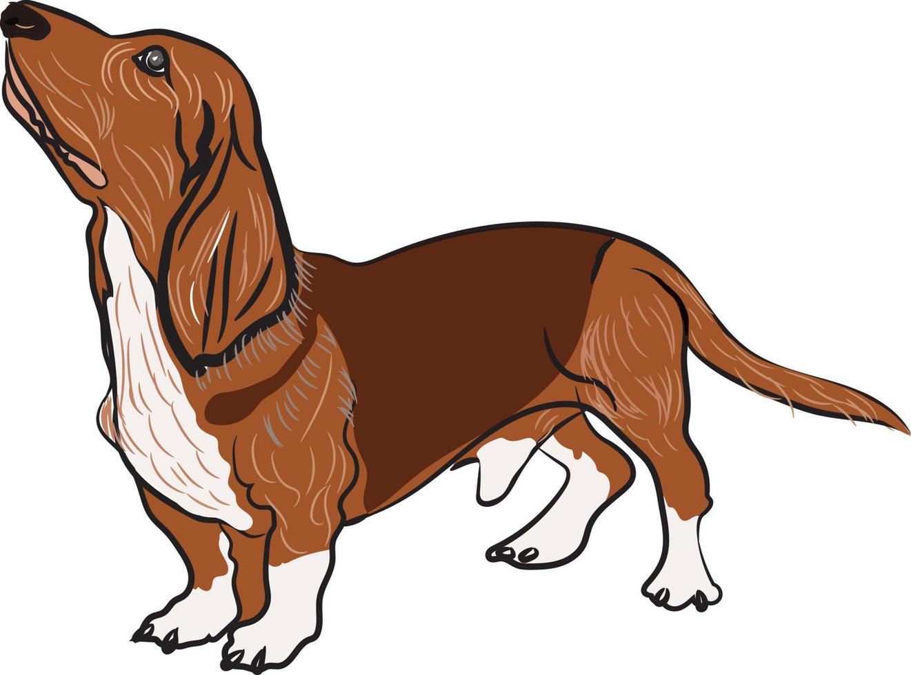 basset hound dog, kijkend naar de zijkant, en, en, geïsoleerde, op wit vector