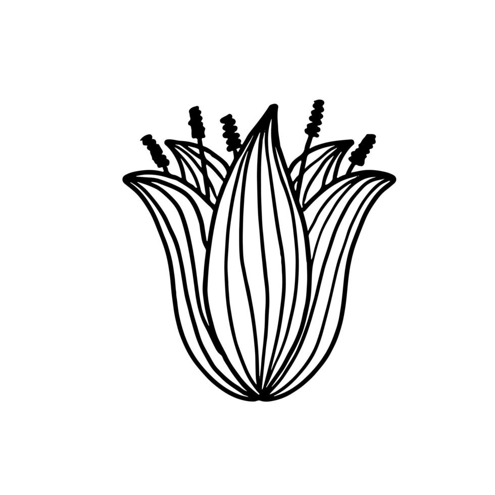 bloem in de hand getrokken doodle stijl. bloemen schets geïsoleerd op een witte achtergrond. vector