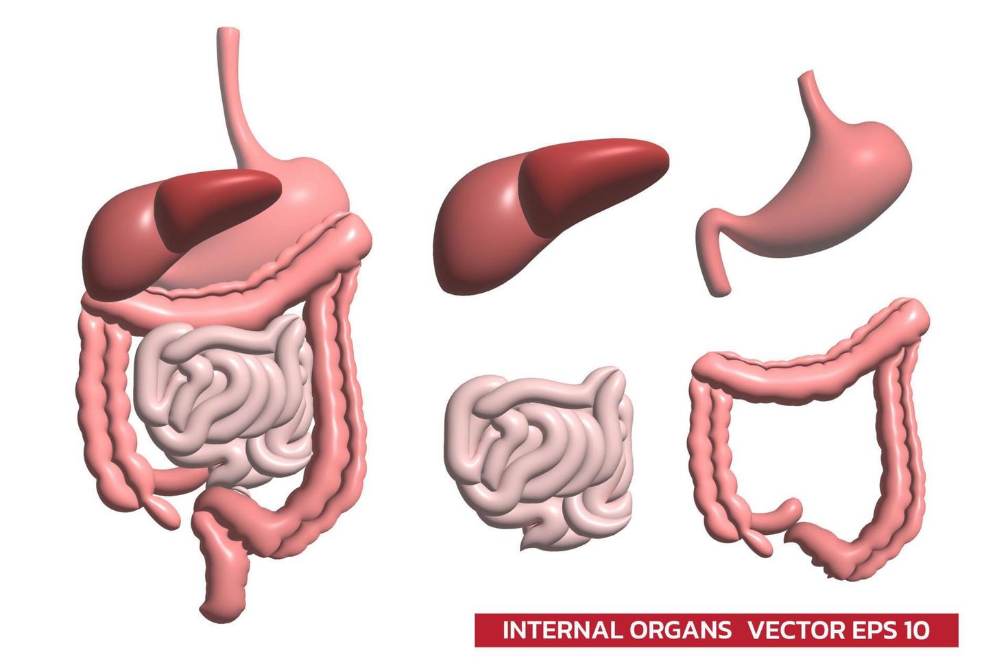 spijsverteringsstelsel functie interne organen grafische 3d geïsoleerd op een witte achtergrond vector