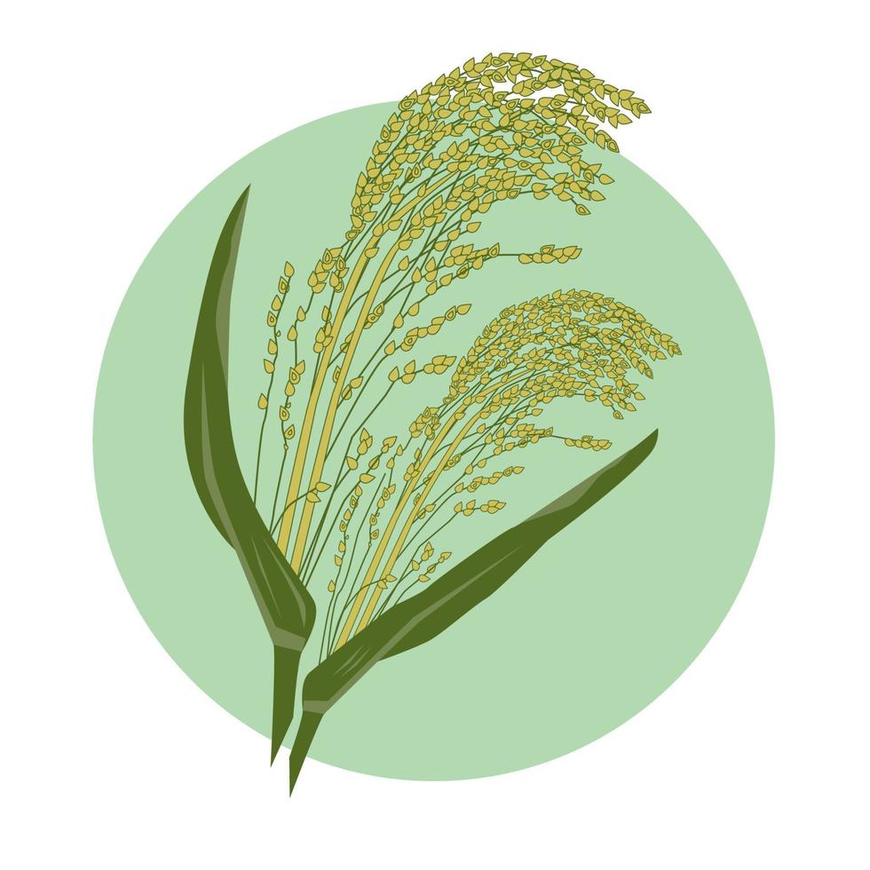 groen-gele kleuren gierst, met de hand getekende illustratie van graanzaad plant met bladeren. vegetarisch gezond dieet veganistisch eten voeding pap ingrediënt vector