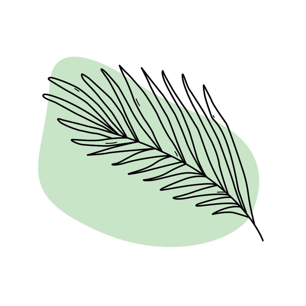hand getrokken takje met lange bladeren doodle stijl, vectorillustratie geïsoleerd op een witte achtergrond. zwart omtrek decoratief ontwerpelement, natuur, biologische plant vector