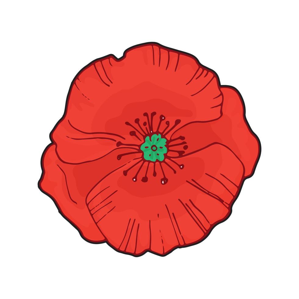 heldere enkele rode papaver bloem geïsoleerd op wit, bovenaanzicht, vector doodle