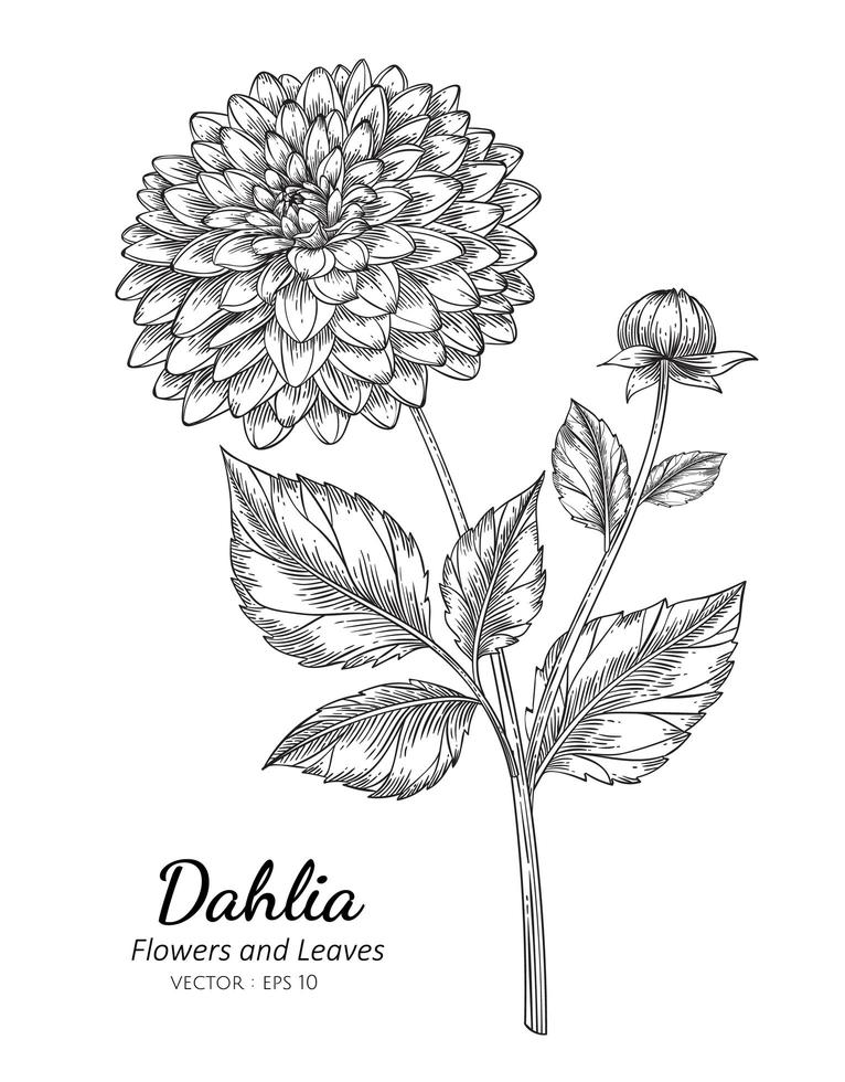 dahlia bloem en botanisch vector