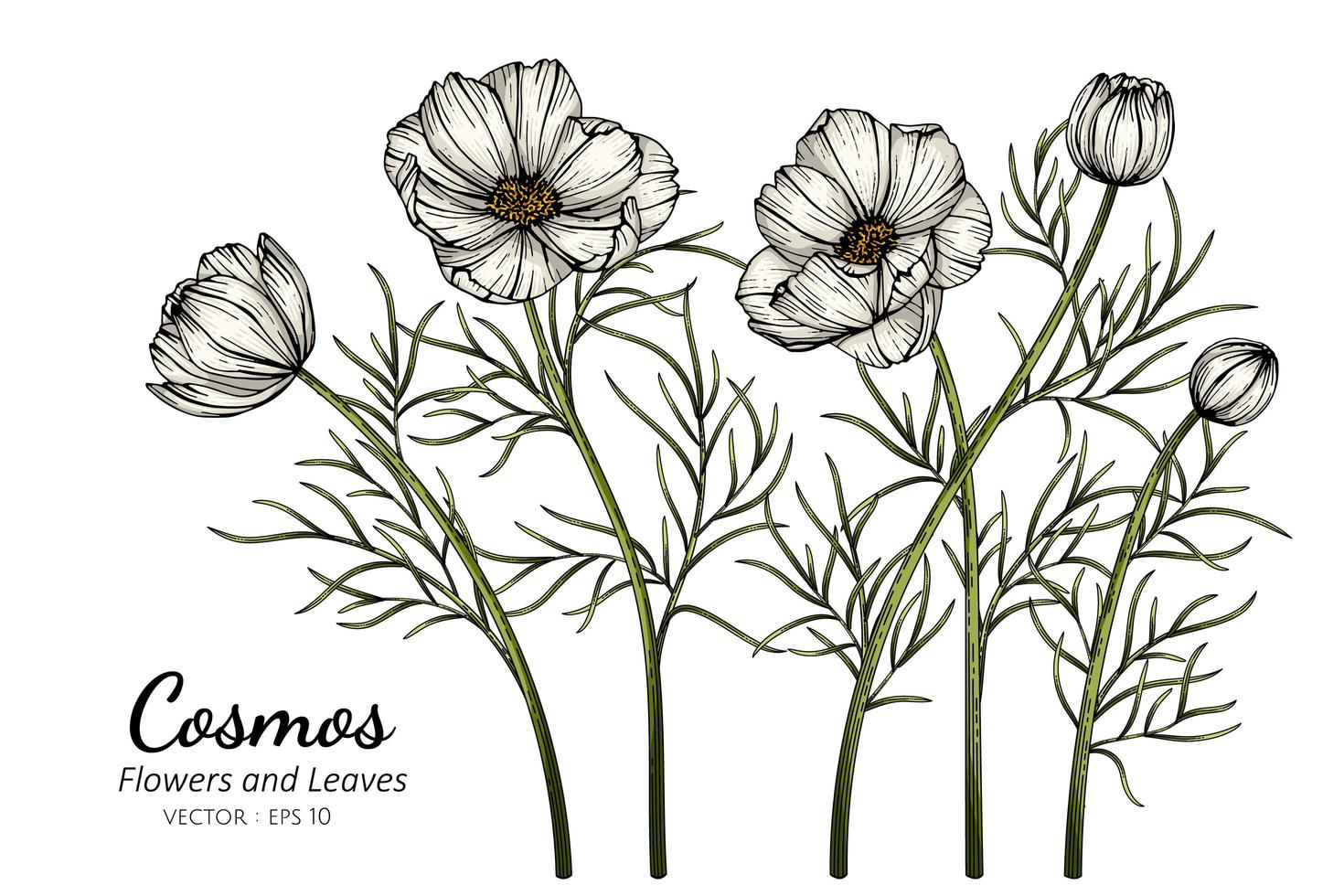 witte kosmosbloemen vector