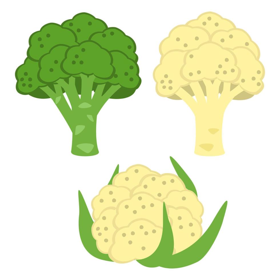 broccoli en bloemkool, koolgroente vector