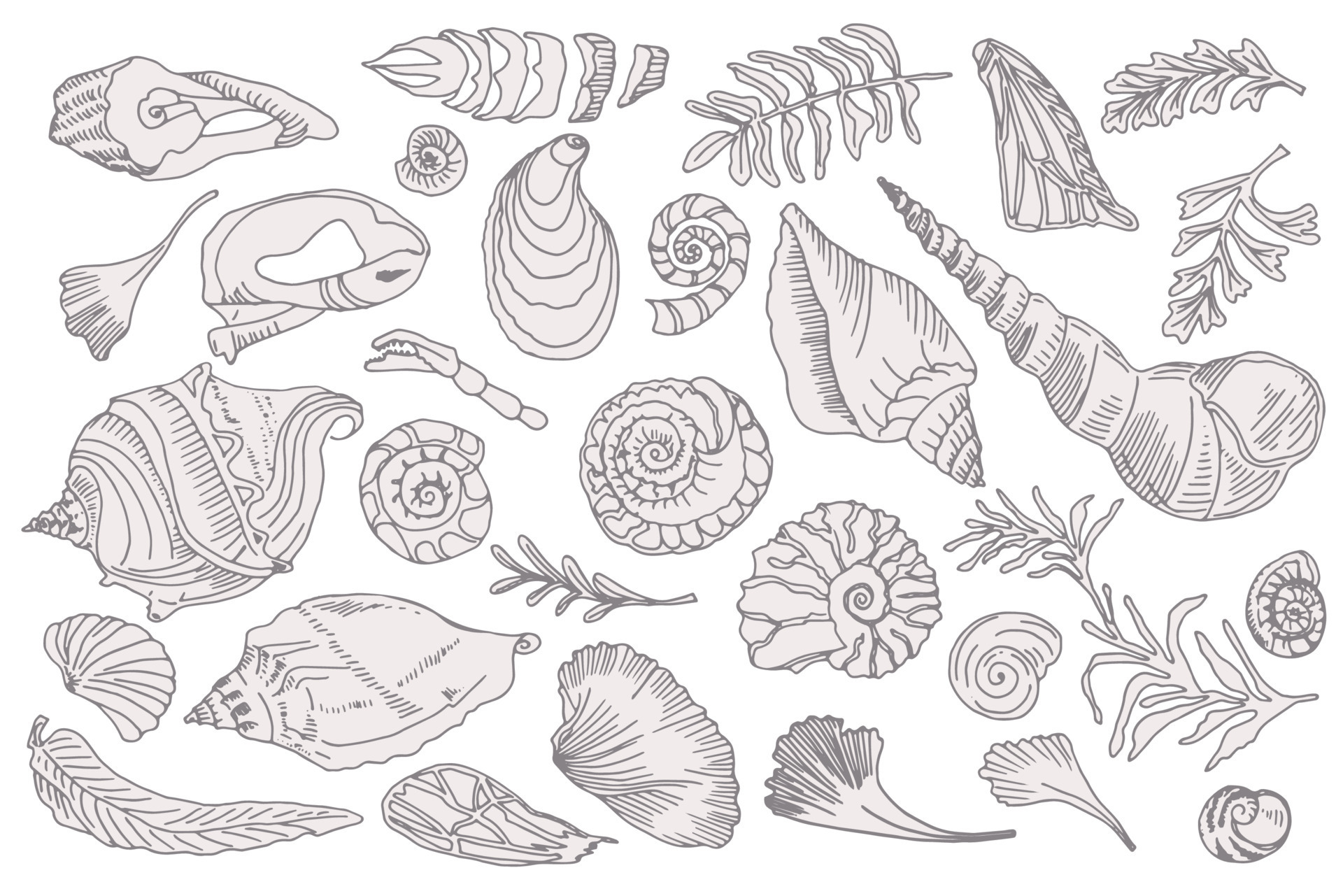 Willen Efficiënt Gedachte reeks van silhouet schelpen en planten hand- getrokken oceaan schelp of  schelp weekdier schulp zee onderwater- dier fossiel nautische en aquarium,  marinier thema. vector illustratie 12044564 - Download Free Vectors, Vector  Bestanden,