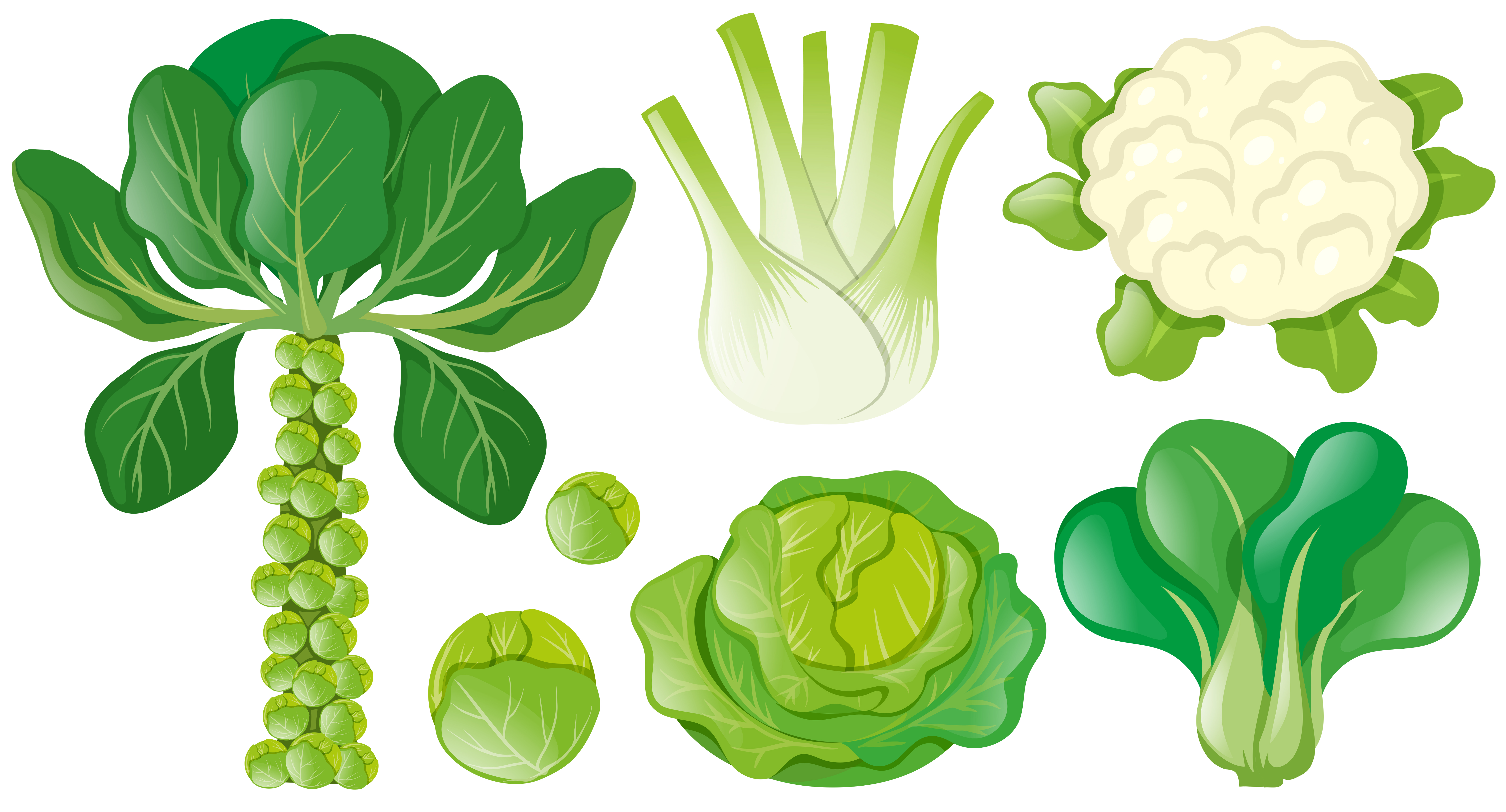 Peer angst Concreet Verschillende soorten groene groenten 370359 - Download Free Vectors,  Vector Bestanden, Ontwerpen Templates