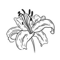 lilium hand getekend met zwarte lijnen op een witte achtergrond. vector