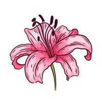 roze lelie bloem, op witte achtergrond, vectorillustratie. vector