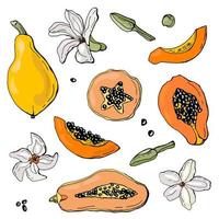 papaya fruit set. witte achtergrond, isoleren. vectorillustratie. vector